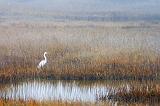 Lone Egret_31548